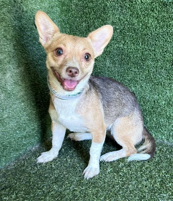 A young medium-sized female Chihuahua dog named Guadalupe for adoption in Lancaster, CA