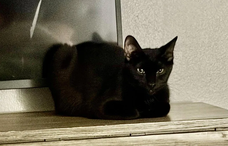 A young medium-sized male Black Domestic Short Hair cat named Comet for adoption in Oviedo, FL