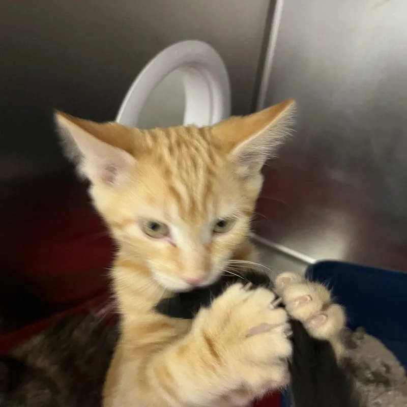 A baby small-sized female Domestic Short Hair cat named Milli for adoption in Sonoma, CA