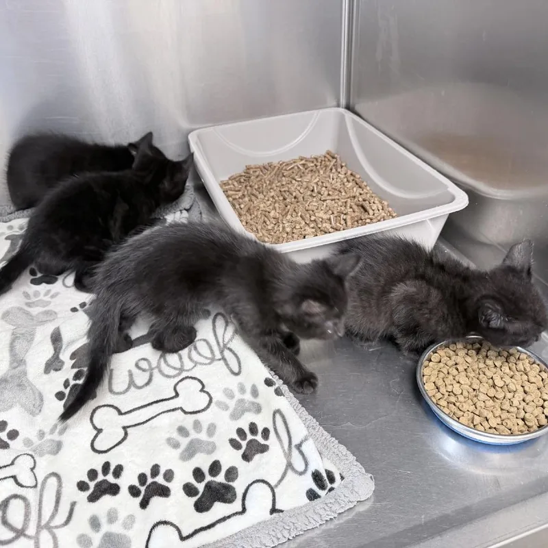 A baby small-sized female Black Domestic Short Hair cat named Esme for adoption in Medford, OR