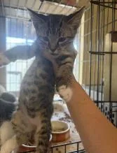 A young small-sized male Tabby (Brown / Chocolate) Domestic Short Hair cat named Zappole for adoption in Cincinnati, OH