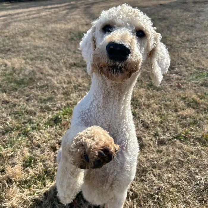 Charlie Richmond thumbnail 3