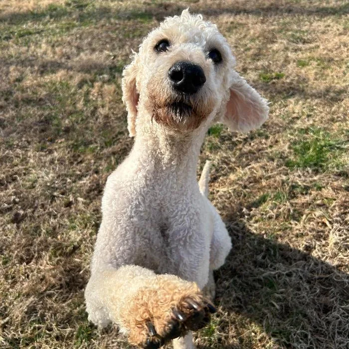 Charlie Richmond thumbnail 4