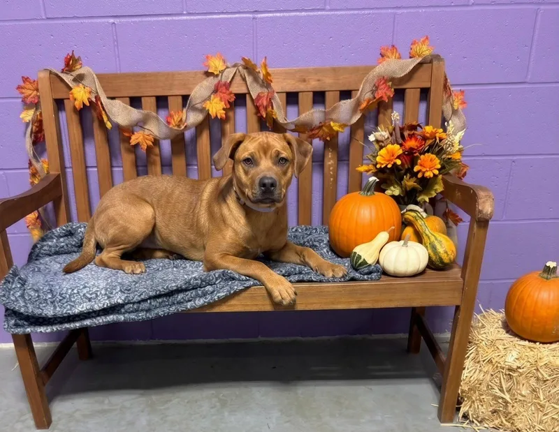 A baby large-sized female Labrador Retriever dog named Jynx for adoption in North Prairie, WI