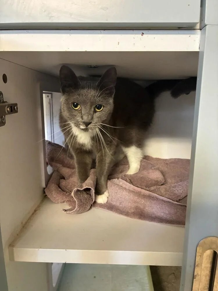An adult medium-sized female Domestic Short Hair cat named Paper for adoption in Ferndale, MI