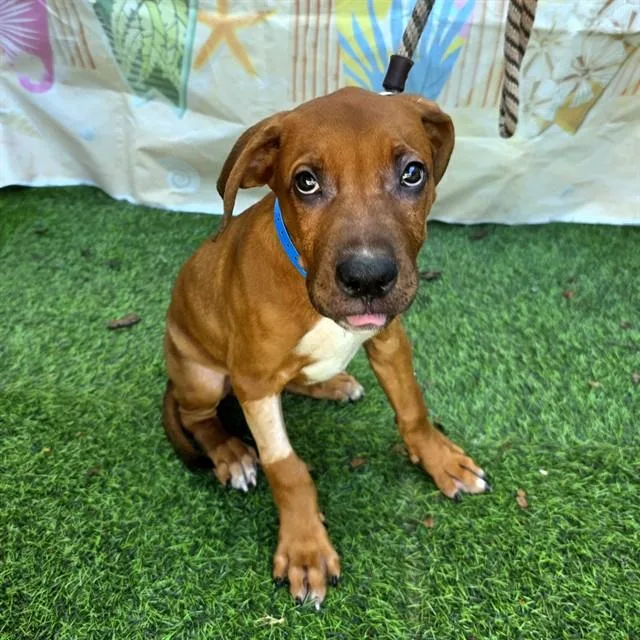 A baby small-sized male Redbone Coonhound dog named Brisket for adoption in Long Beach, CA