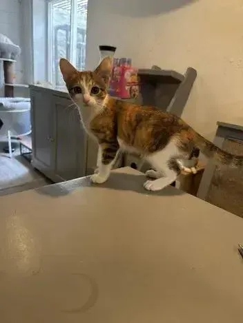 A young small-sized female Orange & White Domestic Short Hair cat named Seaweed for adoption in Grand Rapids, MI