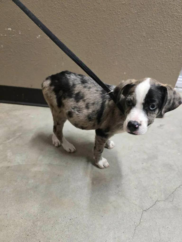 A baby medium-sized male Catahoula Leopard Dog dog named Vinny for adoption in Huntsville, TX