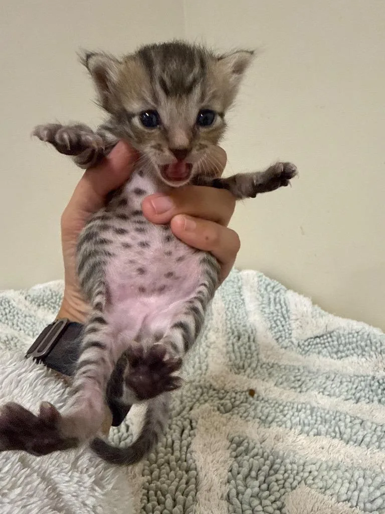 A baby small-sized male Domestic Short Hair cat named Cowboy Carl for adoption in Newnan, GA