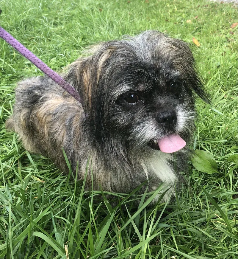 Archie