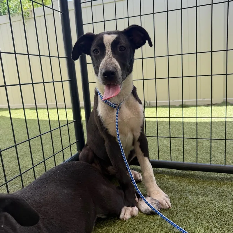 A baby medium-sized male Black Mixed Breed dog named Courage for adoption in Titusville, FL