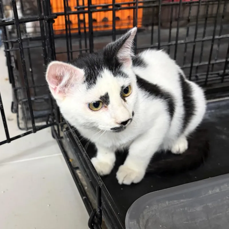A baby small-sized male Black Domestic Short Hair cat named Jessie for adoption in Kingman, AZ
