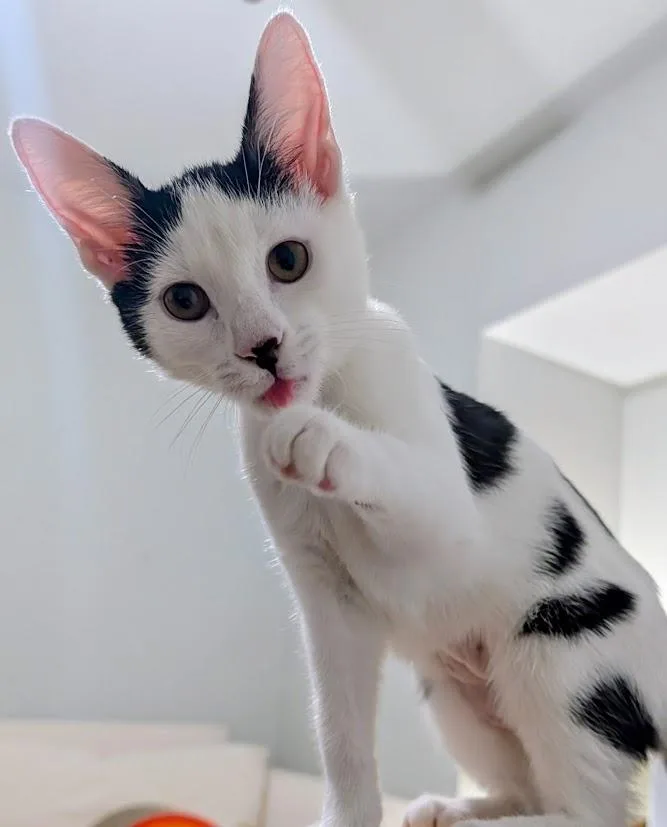 A baby medium-sized female Domestic Short Hair cat named Cactus Rose for adoption in Youngsville, NC