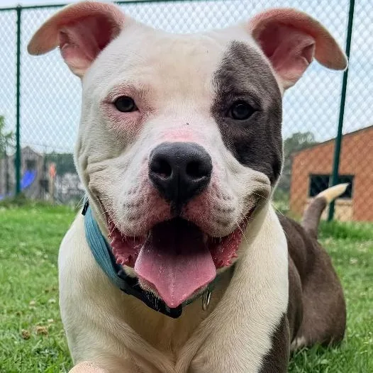 An adult large-sized male Gray / Blue / Silver Pit Bull Terrier dog named Neptune for adoption in Saluda, VA