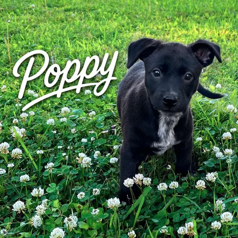 Poppy P