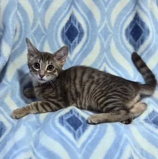A baby medium-sized male Tabby (Gray / Blue / Silver) Tabby cat named Tommy for adoption in Phoenix, AZ
