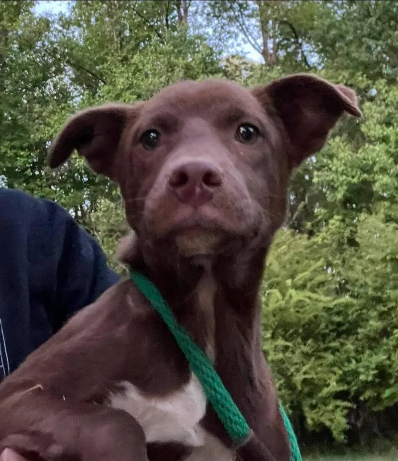 A baby medium-sized female Mixed Breed dog named Reba for adoption in Acworth, GA