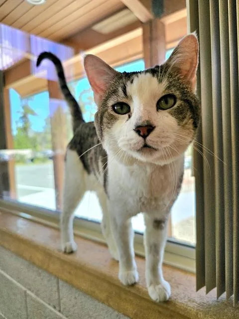 An adult medium-sized male Domestic Short Hair cat named Arlo for adoption in Frisco, CO