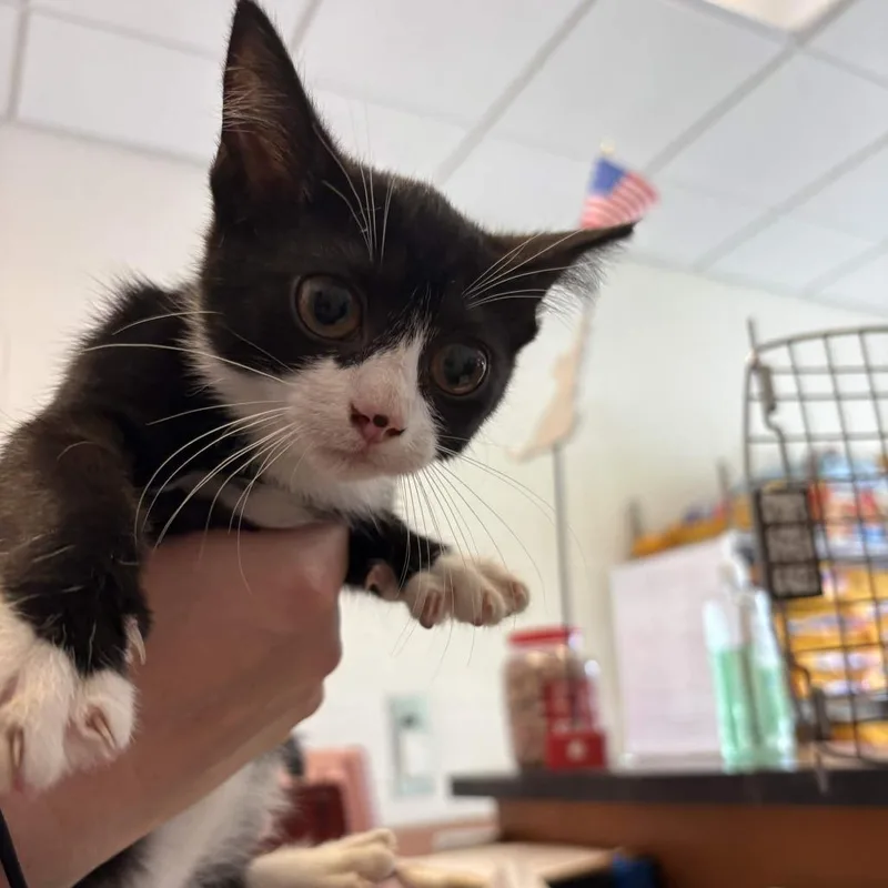 A baby small-sized female Black Domestic Short Hair cat named Country Time Lemonade for adoption in Gloucester, VA