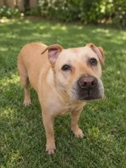 An adult large-sized male Mixed Breed dog named Toby for adoption in Savannah, GA