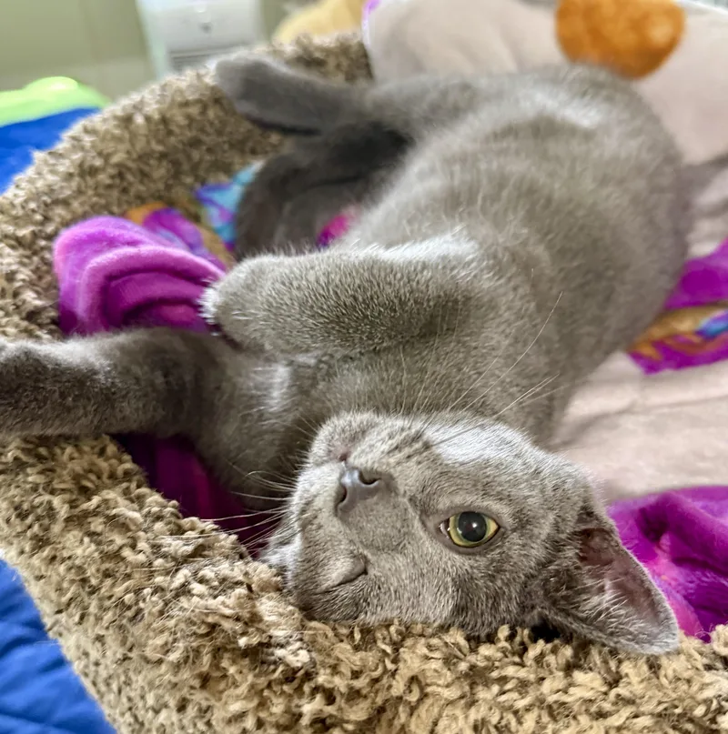A baby medium-sized male Gray / Blue / Silver Domestic Short Hair cat named Bogie for adoption in Ashland, OH