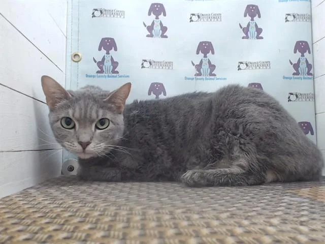 An adult small-sized female Domestic Short Hair cat named Sammie for adoption in Orlando, FL