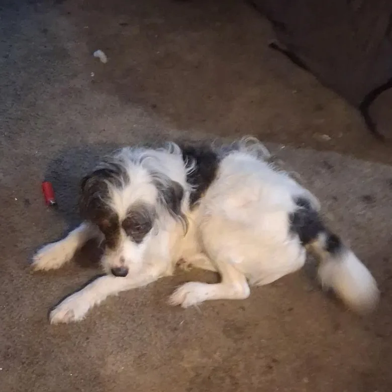 A baby medium-sized female Black Aussiedoodle dog named Molly for adoption in Irwin, PA