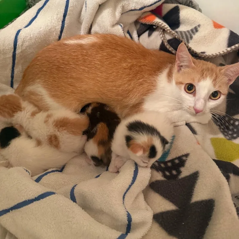 A young small-sized female White Domestic Short Hair cat named Sushi for adoption in Escondido, CA