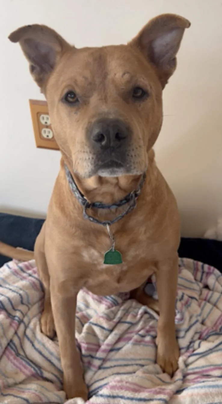 An adult medium-sized female Golden Pit Bull Terrier dog named Brandy for adoption in Amherst, MA
