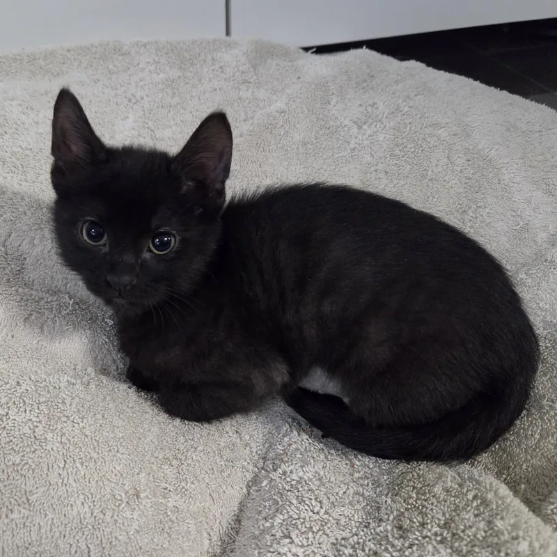A baby small-sized female Black Domestic Short Hair cat named Trisha Haseman for adoption in Morrison, CO