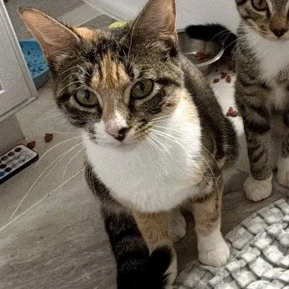 A young medium-sized female Domestic Short Hair cat named Tessa for adoption in Tampa, FL