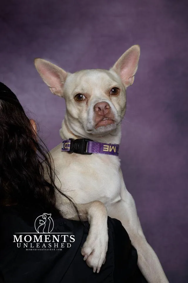 An adult small-sized male Apricot / Beige Chihuahua dog named Crypt for adoption in Myakka City, FL