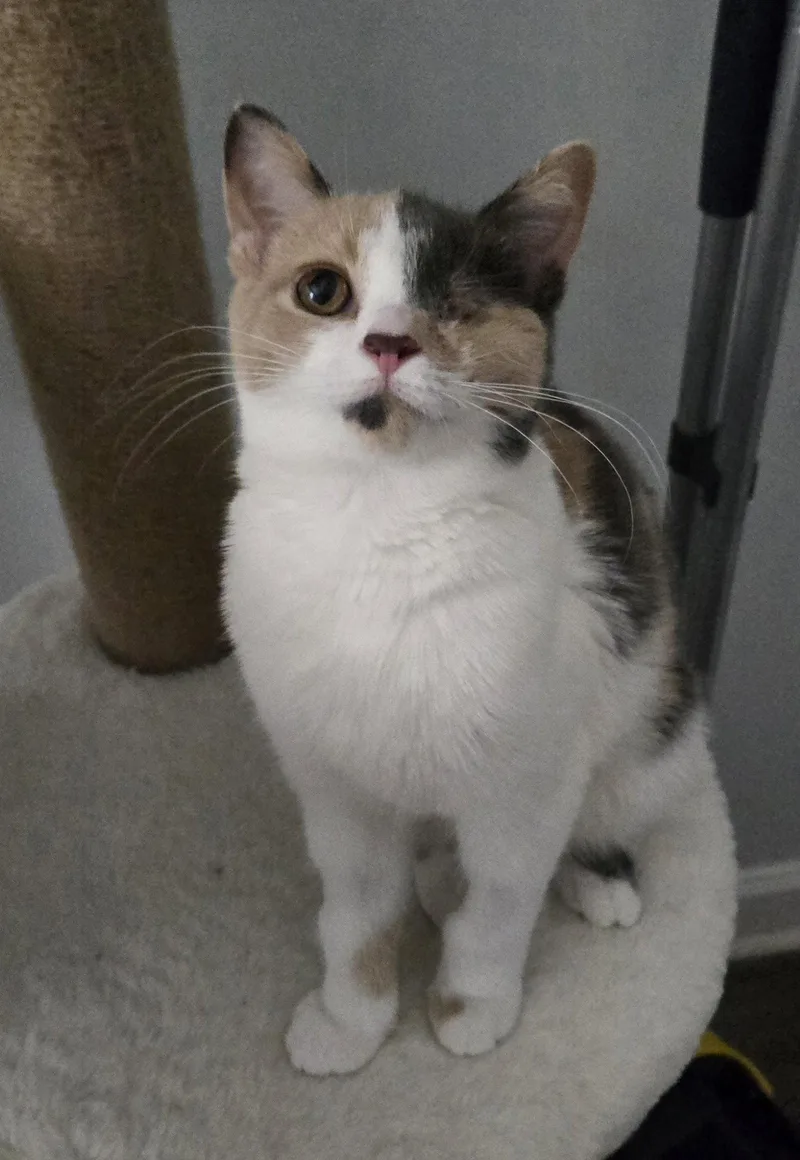 A baby medium-sized female Domestic Short Hair cat named Grace for adoption in Walled Lake, MI