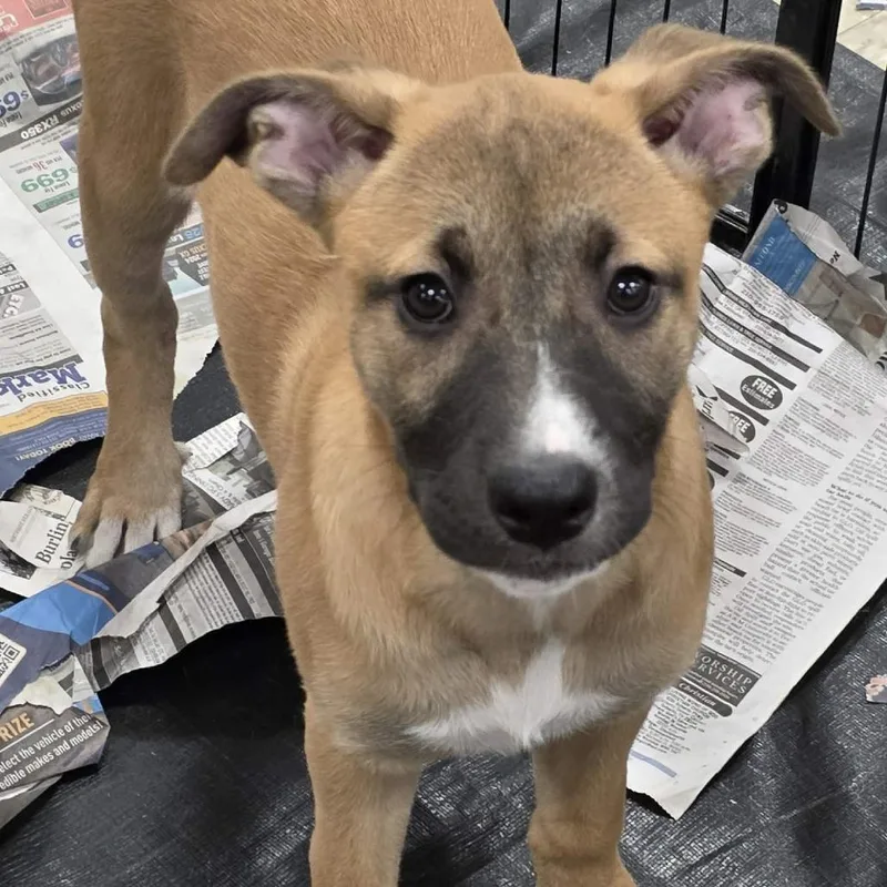 Darlene Fj thumbnail 3