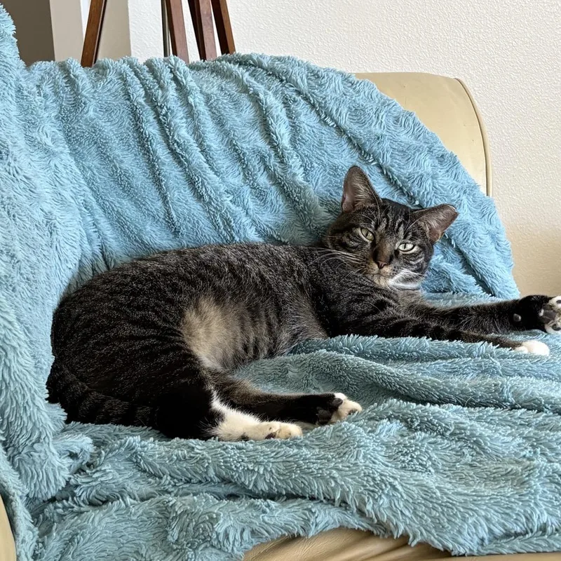 A baby large-sized male Brown / Chocolate Domestic Short Hair cat named Walter for adoption in Port Richey, FL