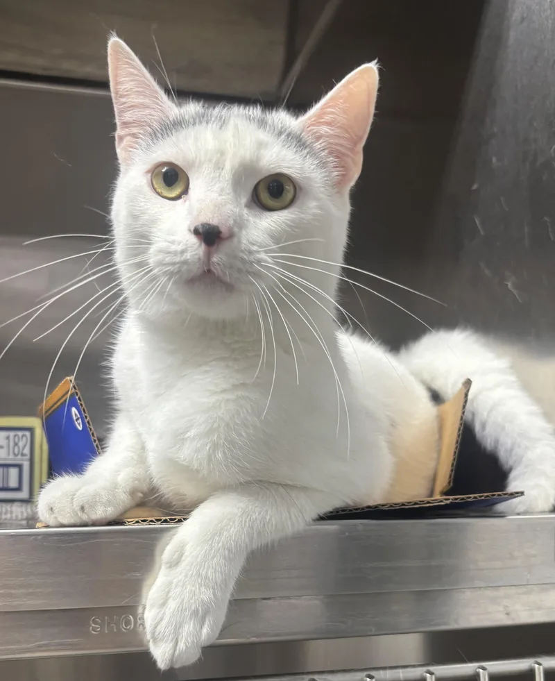 A young medium-sized male White Domestic Short Hair cat named Quinton for adoption in North Haven, CT