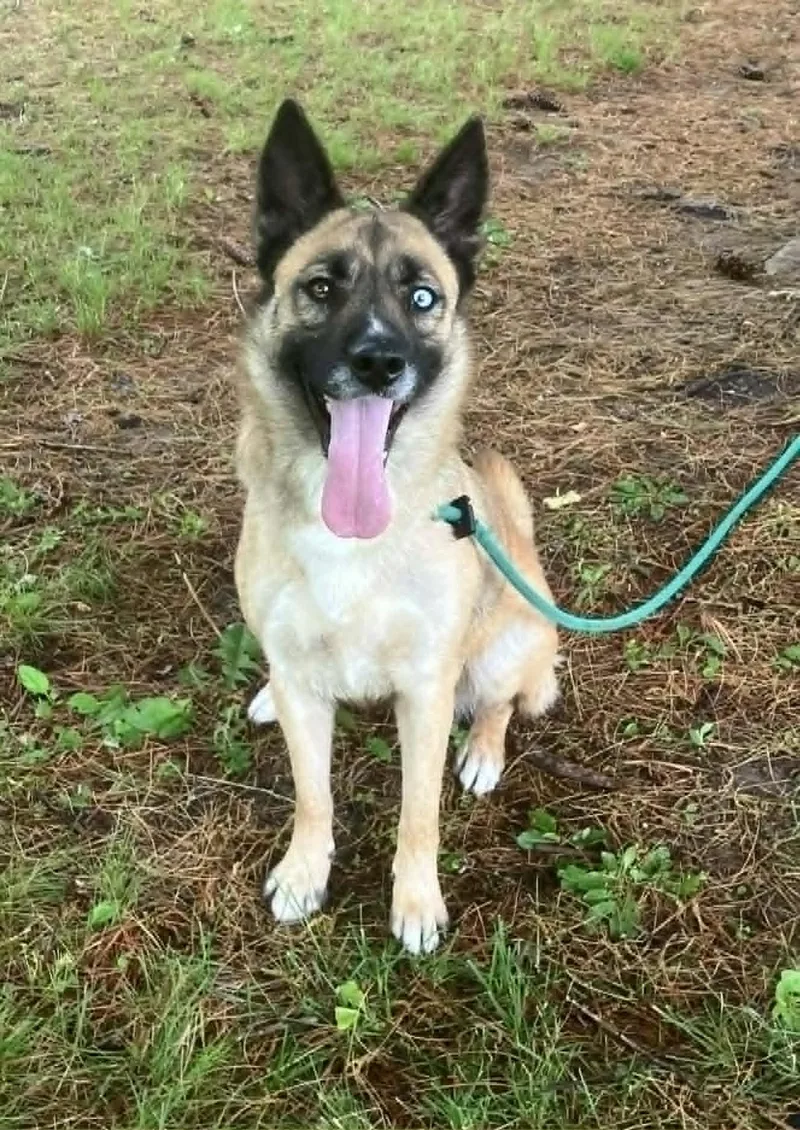 An adult medium-sized female Yellow / Tan / Blond / Fawn German Shepherd Dog dog named Nalu for adoption in Springfield, IL