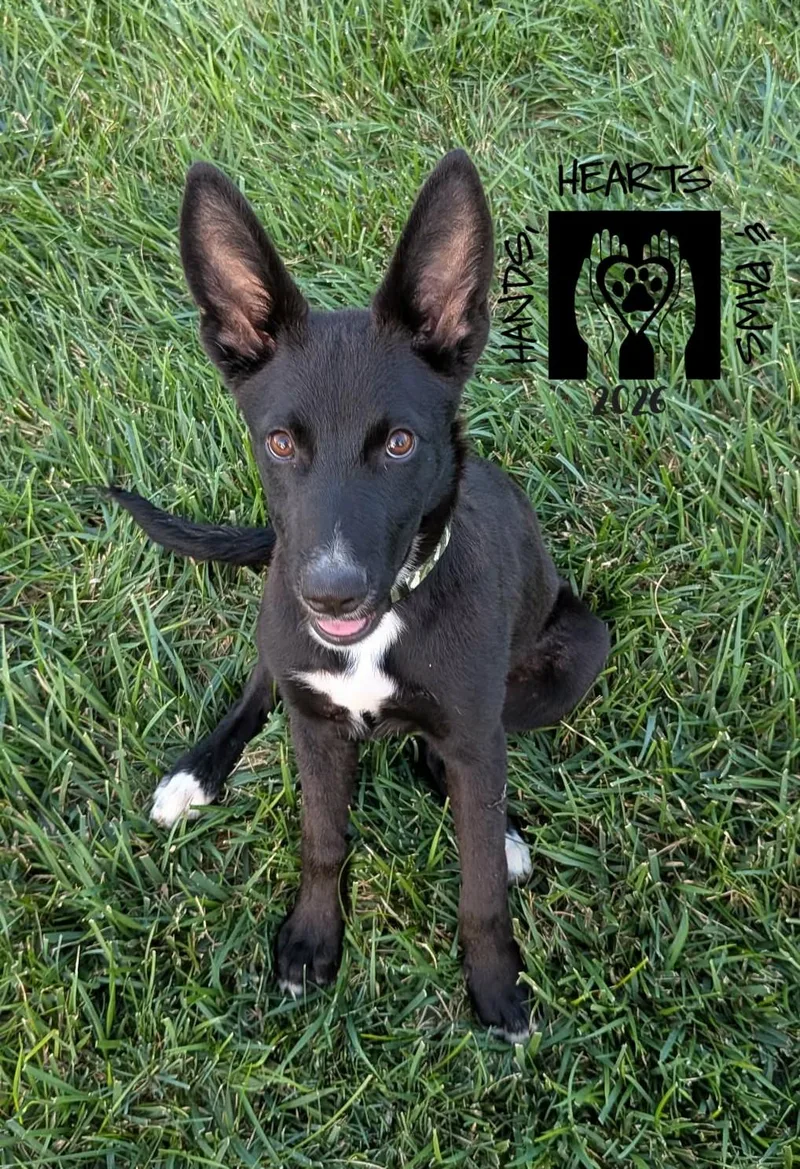 A baby medium-sized male Black Shepherd dog named Jack Reacher for adoption in Omaha, NE
