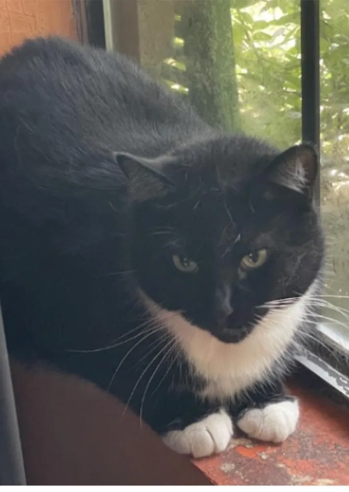 A young medium-sized female Black Domestic Short Hair cat named Amelia for adoption in Marietta, GA
