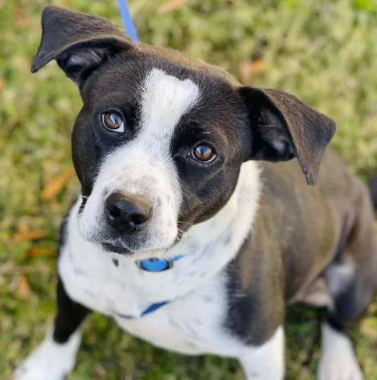 A young medium-sized female Bicolor Pit Bull Terrier dog named Sage for adoption in Naperville, IL