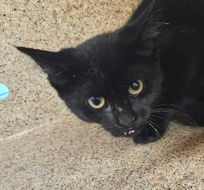 A young small-sized female Domestic Short Hair cat named Shrimp for adoption in Lafayette, IN