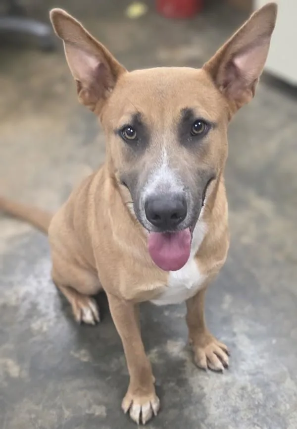 A young large-sized male Labrador Retriever dog named Scooby for adoption in Osage Beach, MO