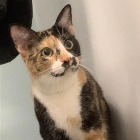 An adult large-sized female Calico Domestic Short Hair cat named Fiona for adoption in Jacksonville, FL