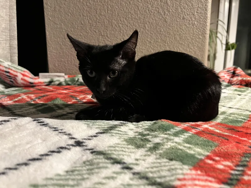 A baby medium-sized female Black Domestic Short Hair cat named Goosey for adoption in Wheat Ridge, CO