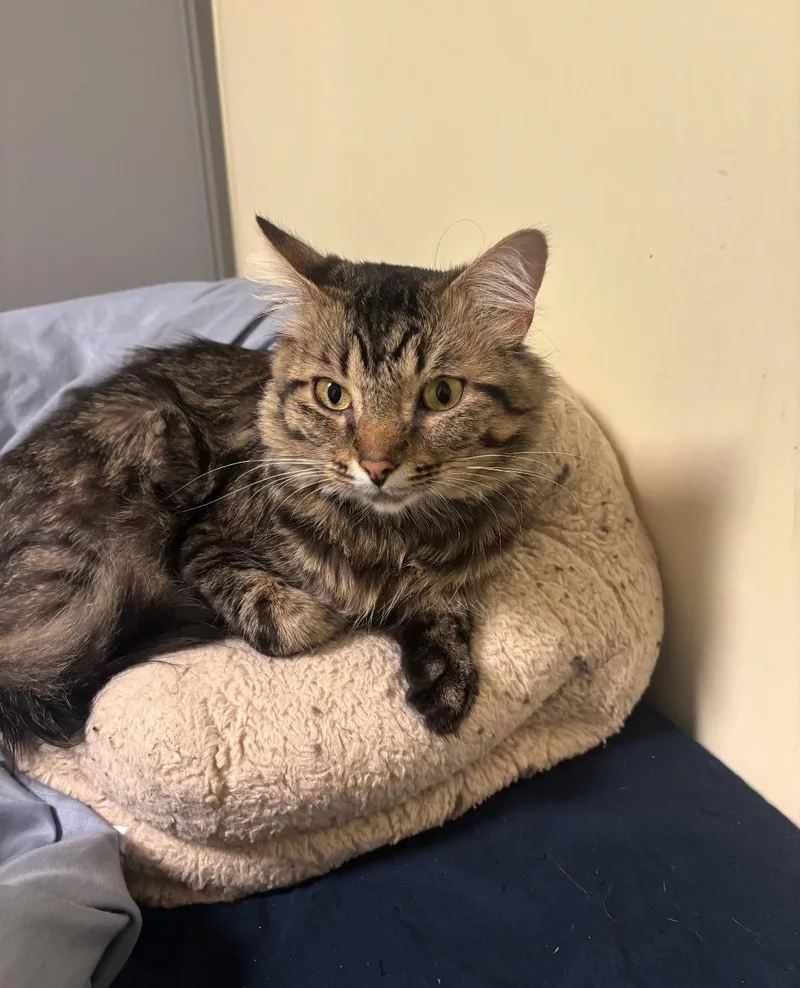 A young medium-sized male Domestic Medium Hair cat named Benny for adoption in Walled Lake, MI