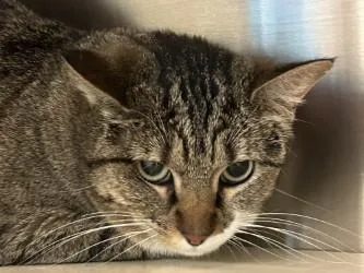An adult medium-sized female Domestic Short Hair cat named Macey for adoption in Kansas City, MO