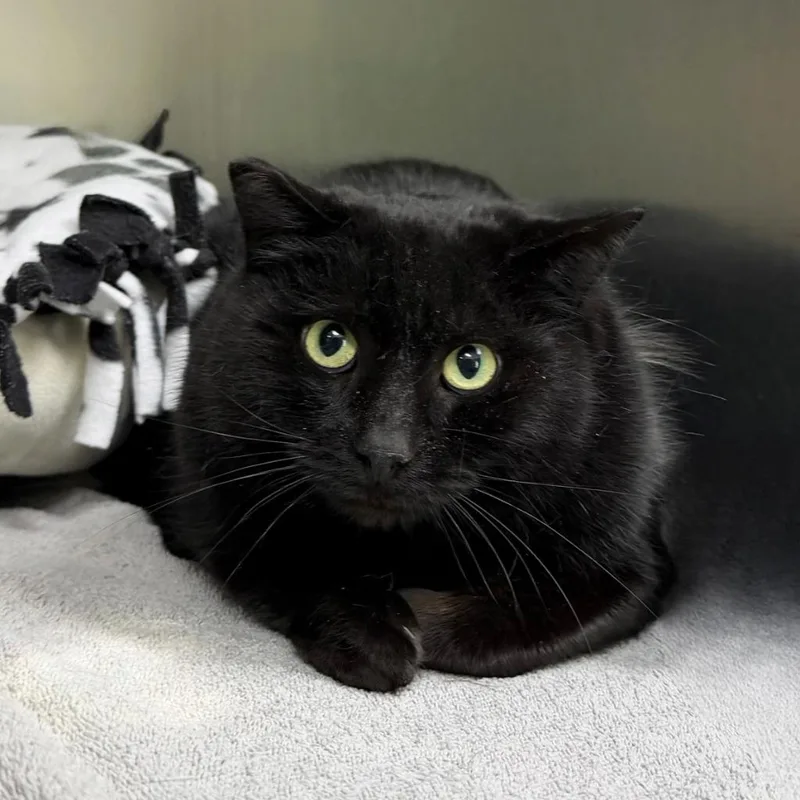 An adult medium-sized female Domestic Short Hair cat named Manon for adoption in State College, PA