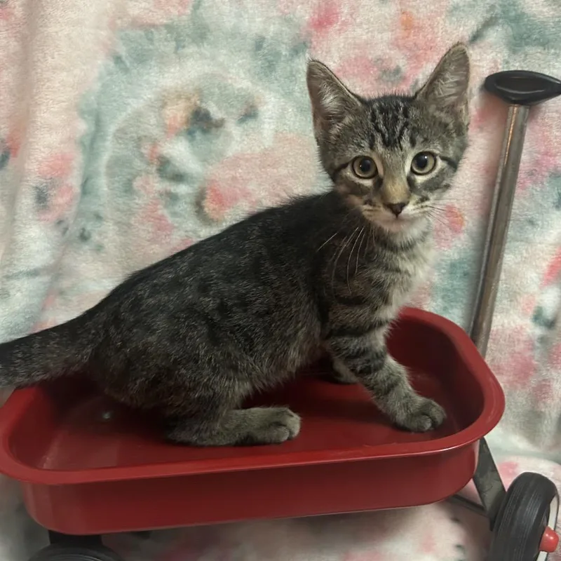 A baby small-sized male Brown / Chocolate Domestic Short Hair cat named Buzz Lightyear for adoption in Columbia, MO