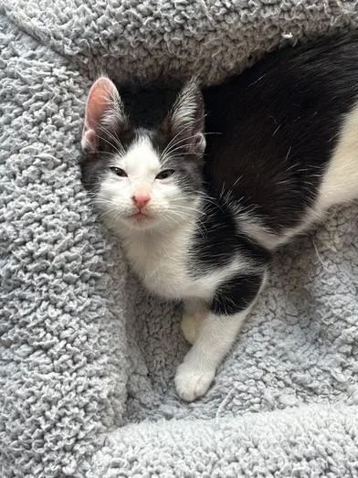 A young small-sized female Black & White / Tuxedo Domestic Short Hair cat named Grace & Elvis for adoption in Liverpool, TX