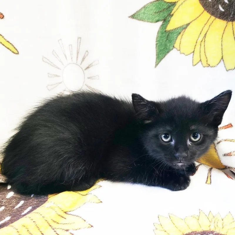 A baby small-sized male Black Domestic Short Hair cat named Tern for adoption in Mount Juliet, TN